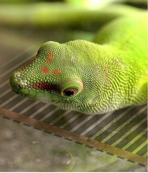 Alfombrilla térmica QH 15x28cm con regulador y interruptor de encendido/apagado